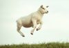 Sleep fact and fiction: does counting sheep work?