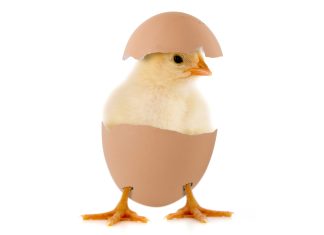 Does every box of eggs contain a potential chick?
