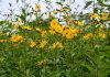 Plant jerusalem artichokes now for a plentiful supply