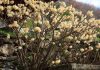 Plants to raise the winter spirits