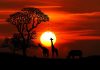 Best Places To Spot Animals On An African Safari