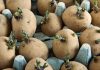 How to get the best harvest from seed potatoes