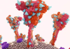 The Diverse Roles of T Cells in Immune Responses