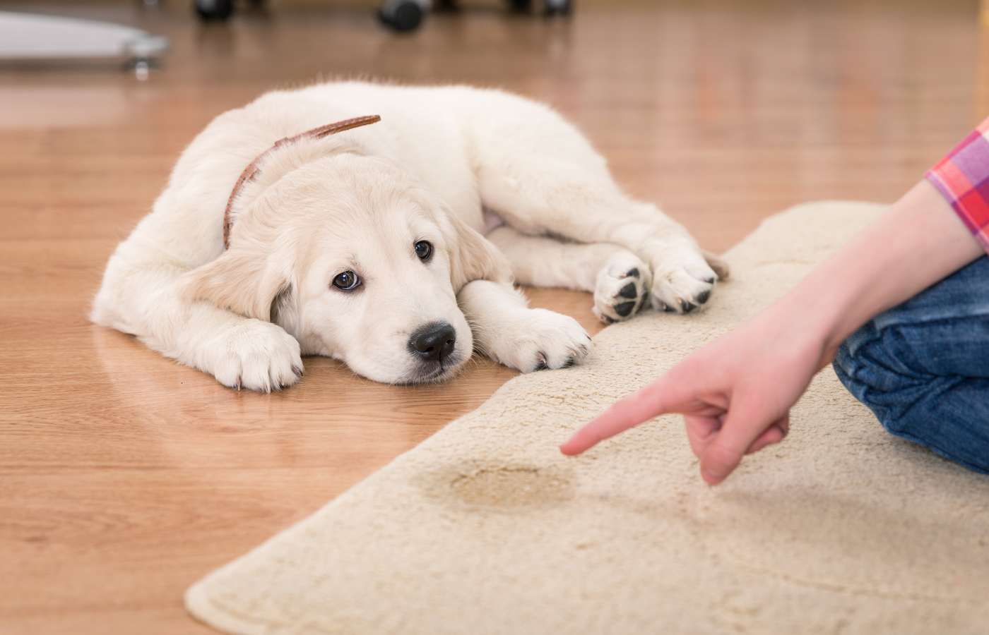 Pet-Odor-Removal-Service