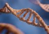 NTN1 Protein: Unraveling the Role of Netrin-1 in Neural Development and Beyond